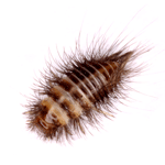 Carpet Beetle Larva Image