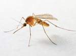 Mosquitoe Image