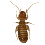 Carpet Beetle Larva Image