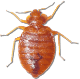 Bed bug nymph in the later stage before become an adult.