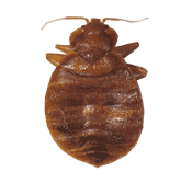 An adult beg bug.
